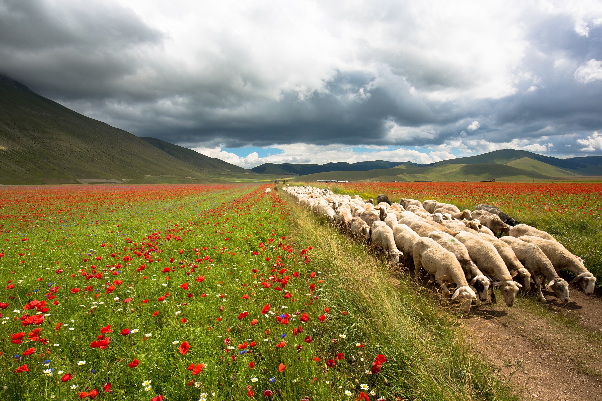 Al pascolo tra i fiori