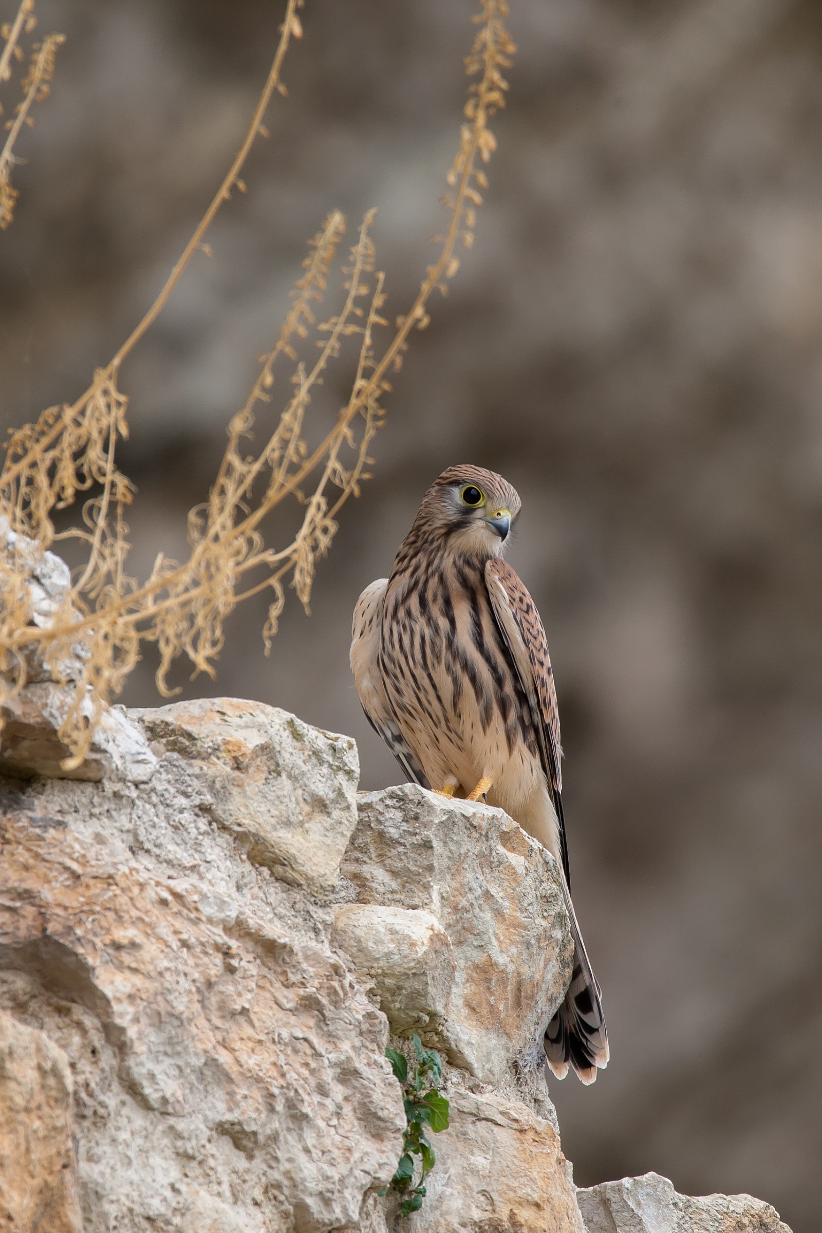 kestrel