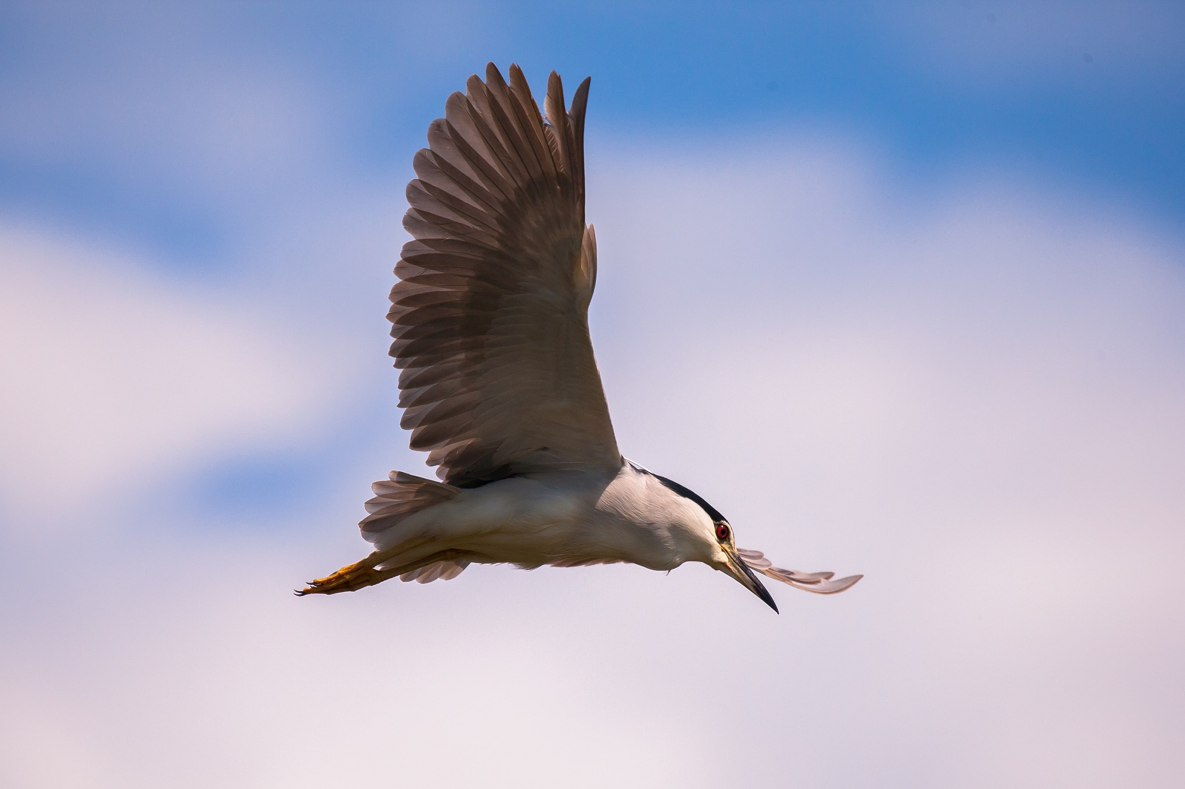 Night Heron on patrol