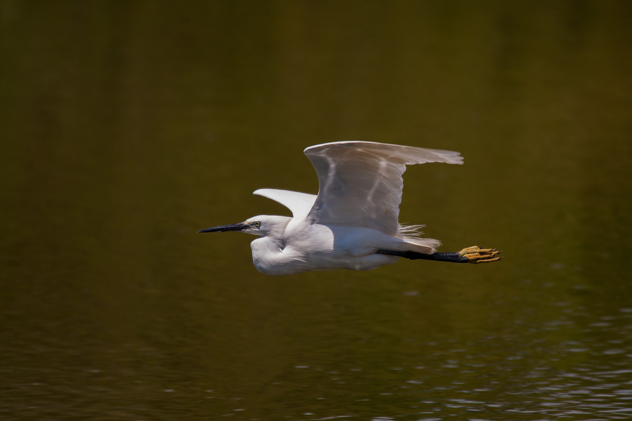 egret