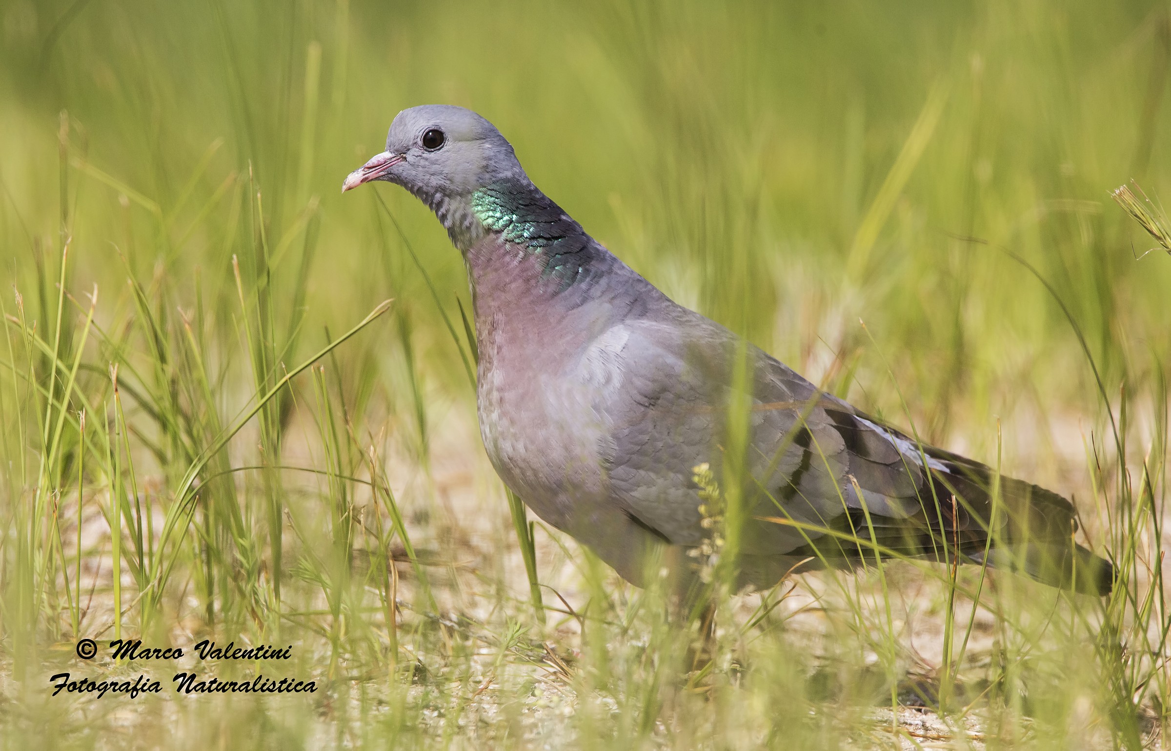 La prima colombella sul forum?