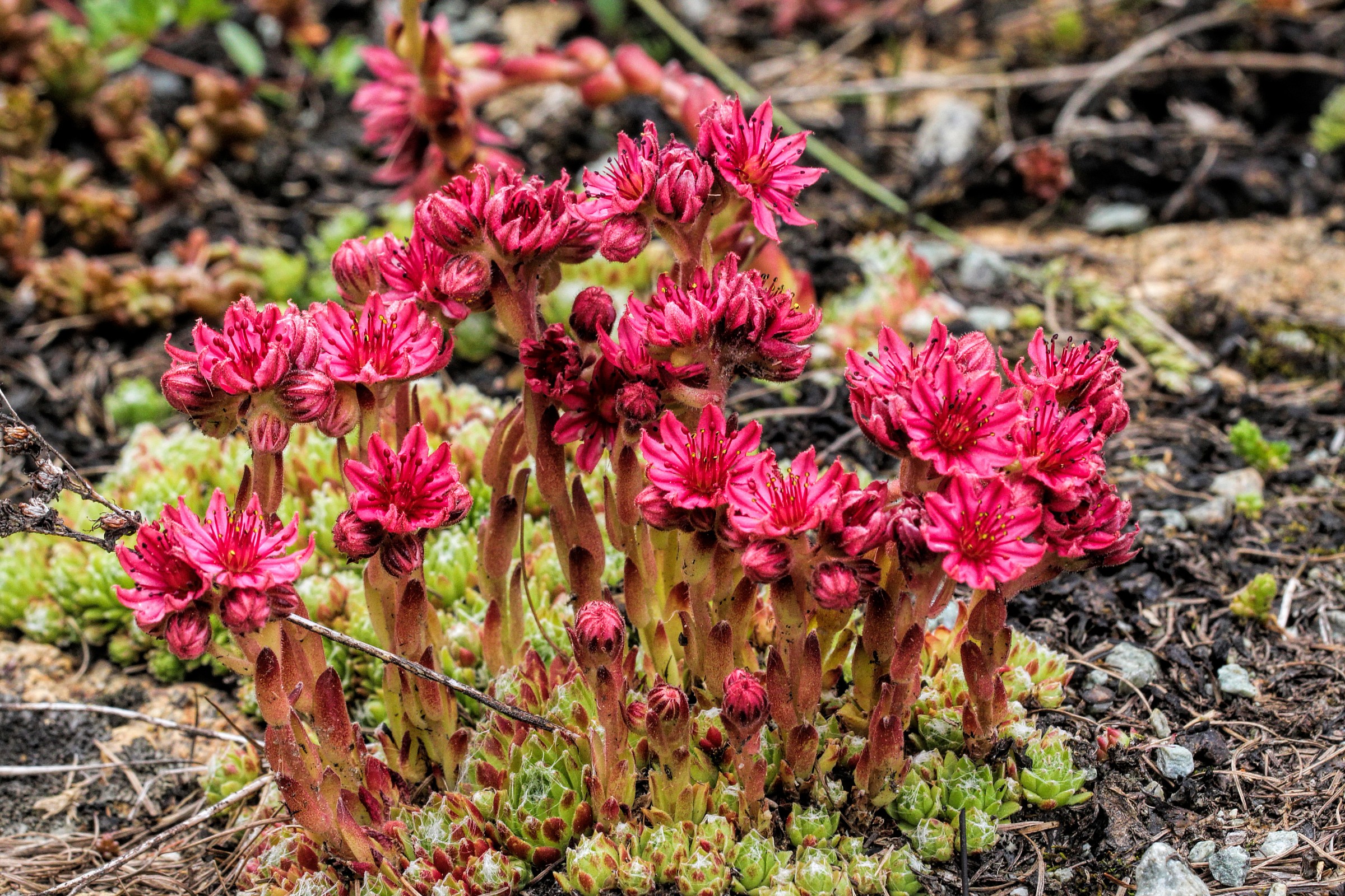 Sempervivum montanum L.