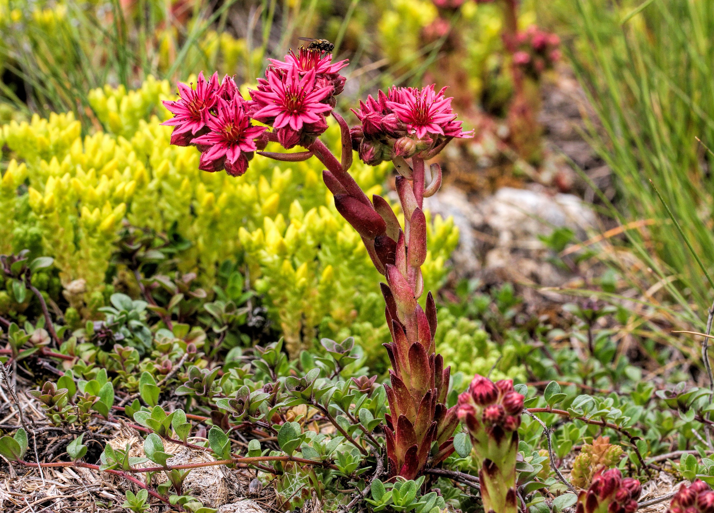 Sempervivum montanum L.