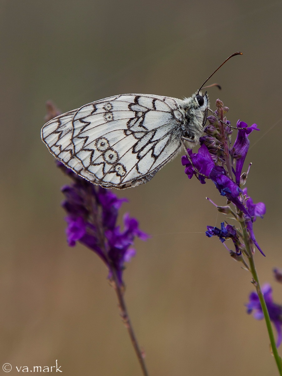Melanargia galathea