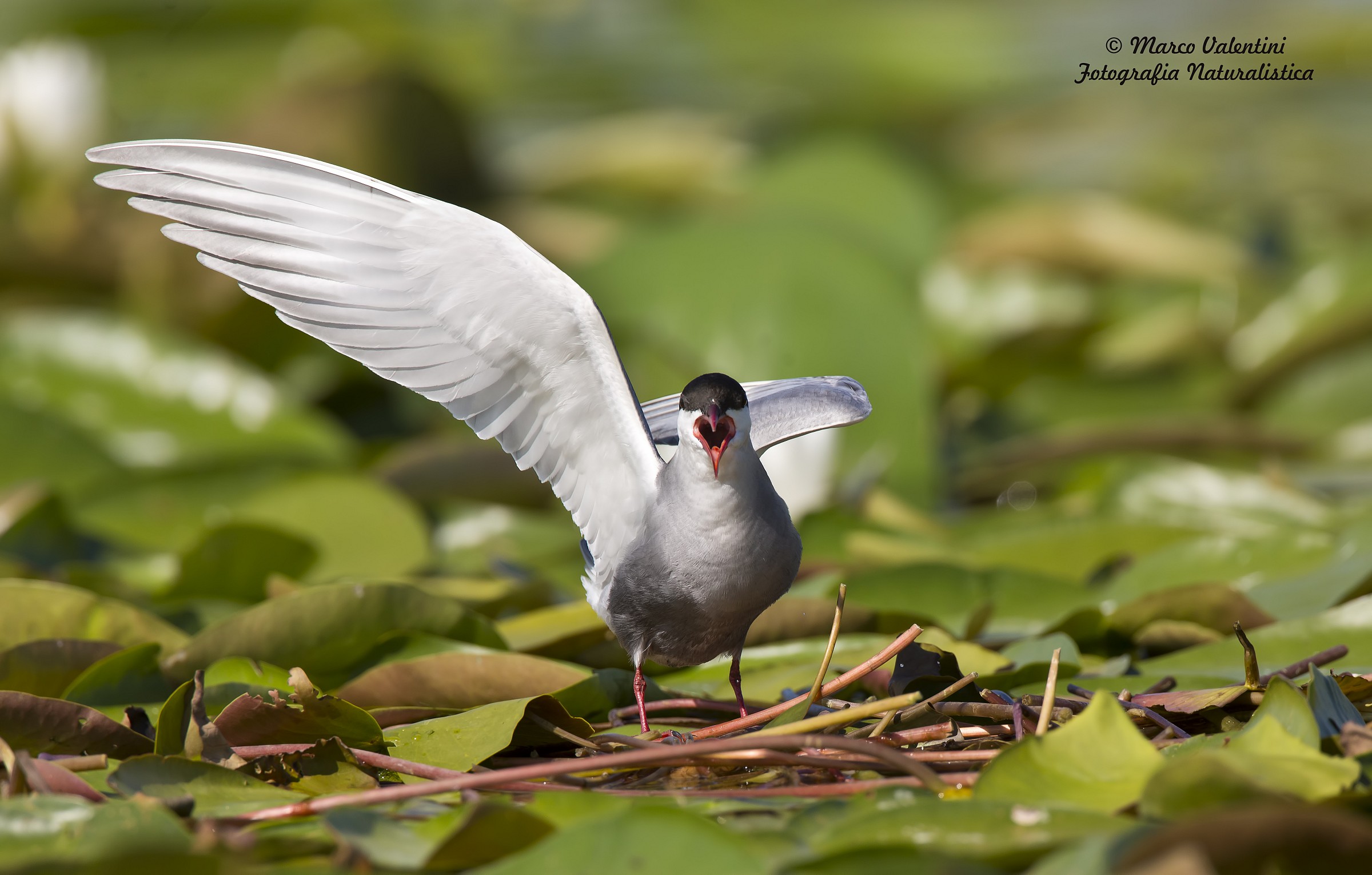 Mignattino piombato aspirante vigile