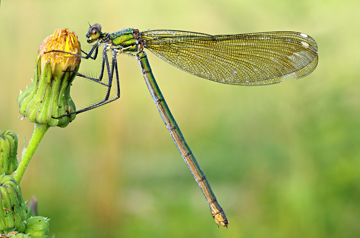 Calopteryx splendes