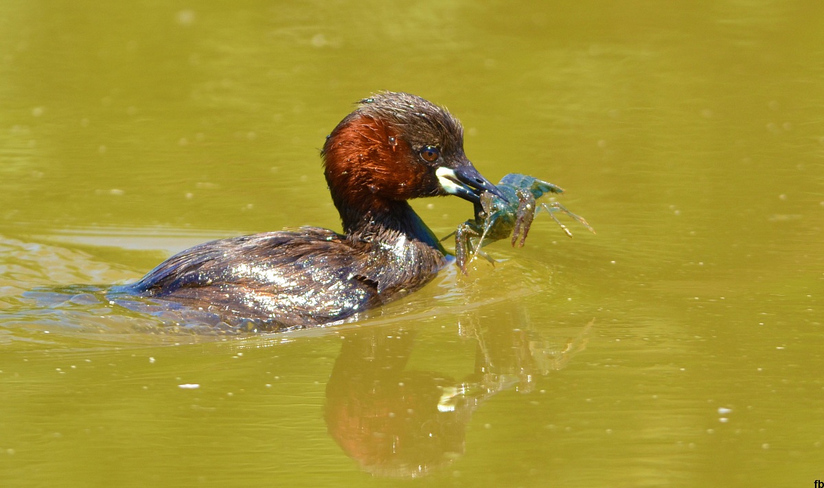il tuffetto pescatore