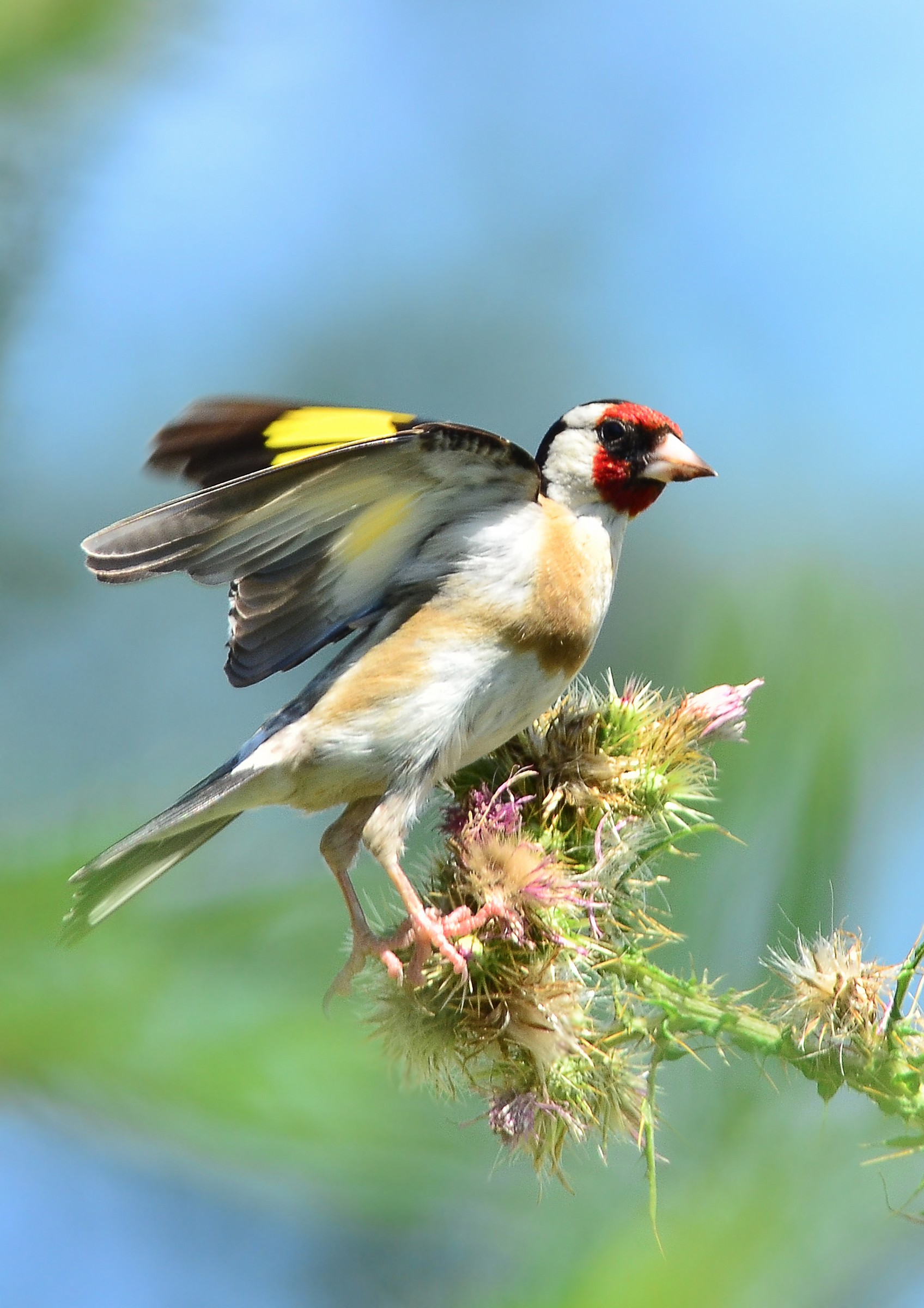 Goldfinch