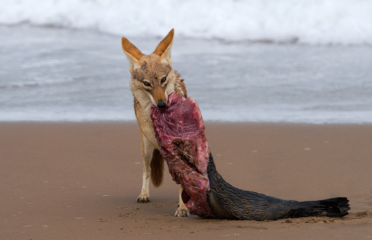 From the sea to the desert