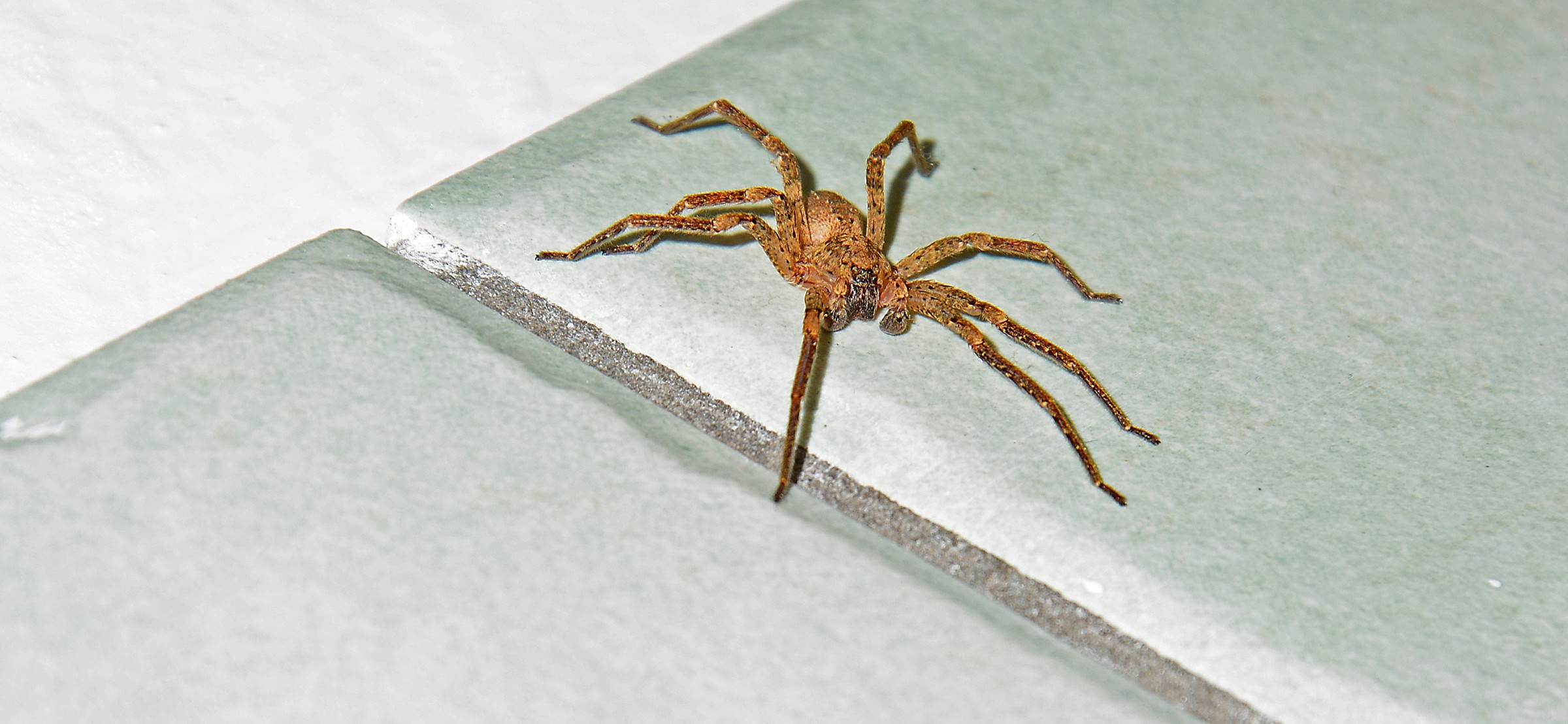 IL piccolo avanzava..