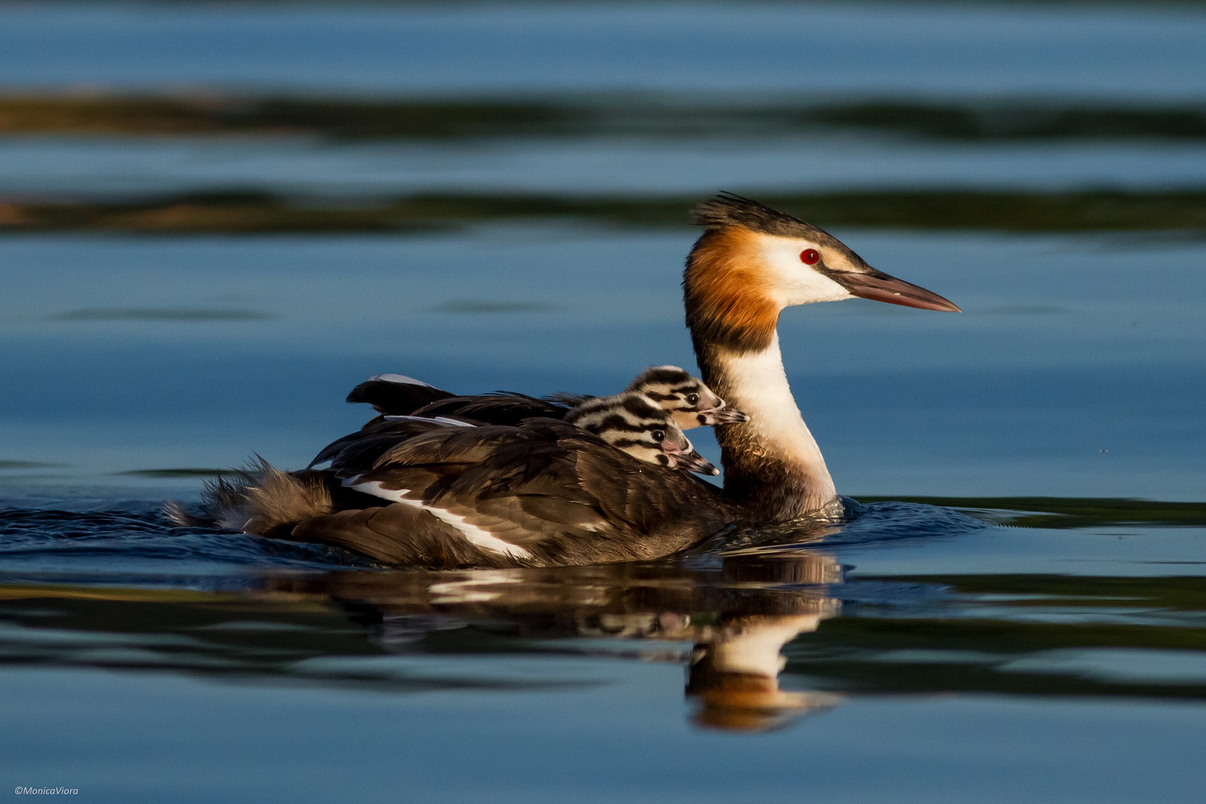 one grebe, his children. Great Crested Grebe