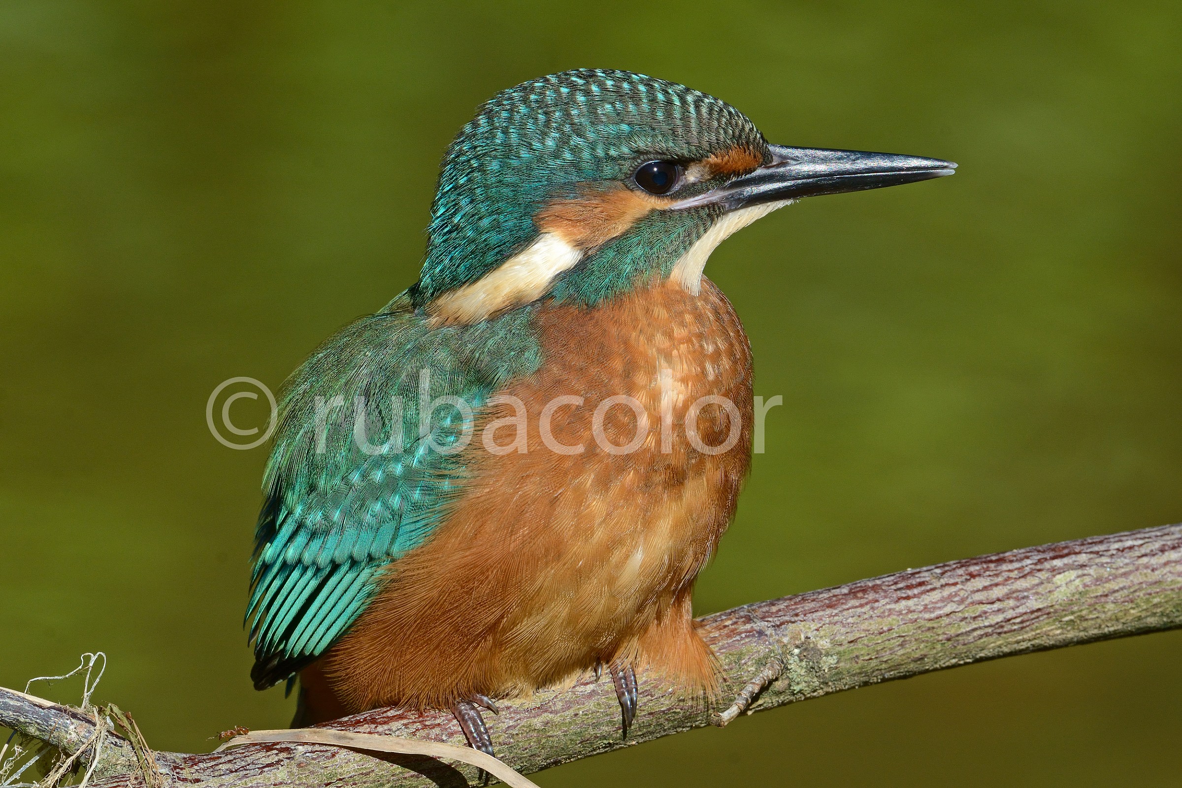 A young martin recently stolen