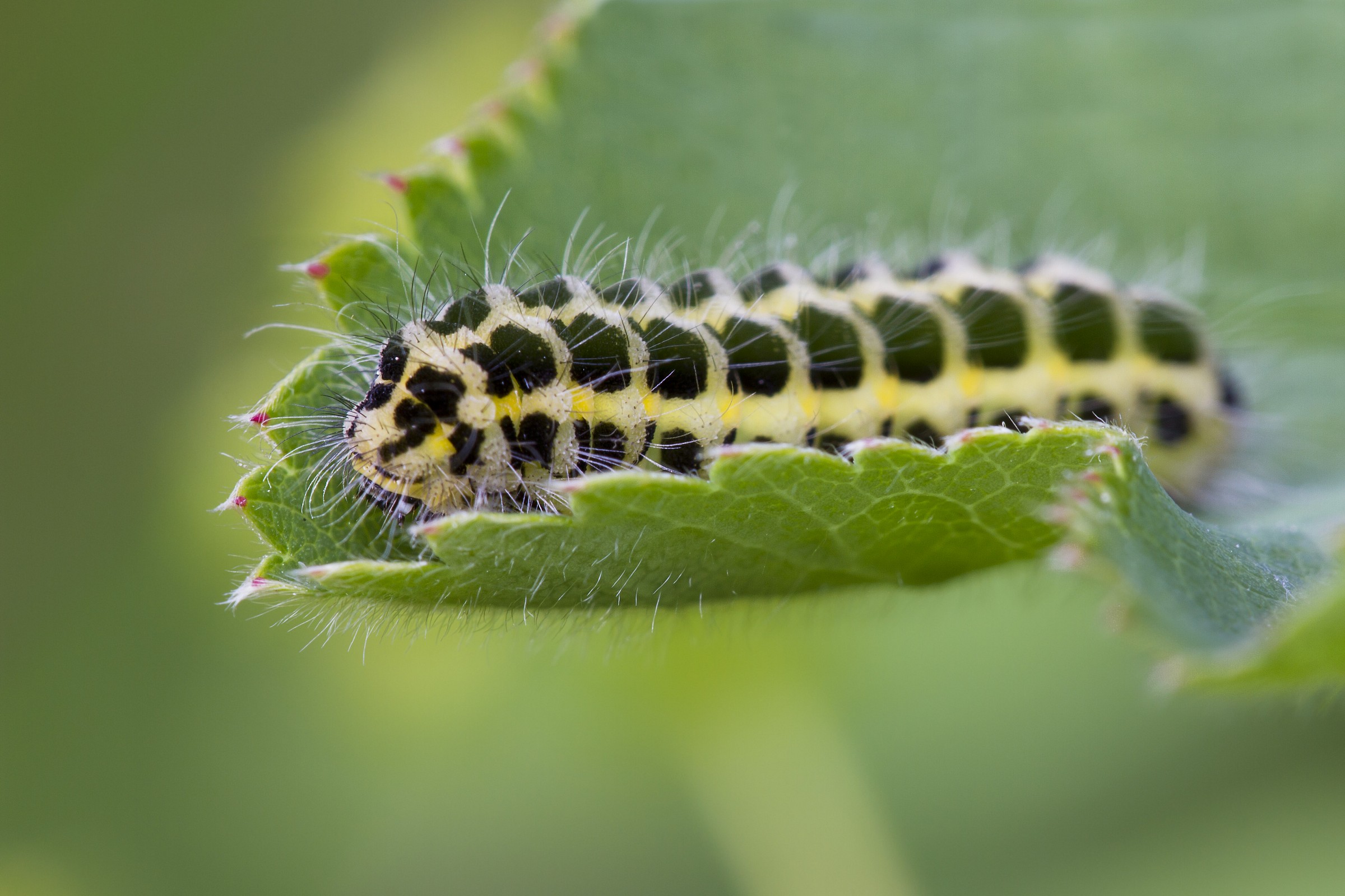 Al sicuro in una foglia
