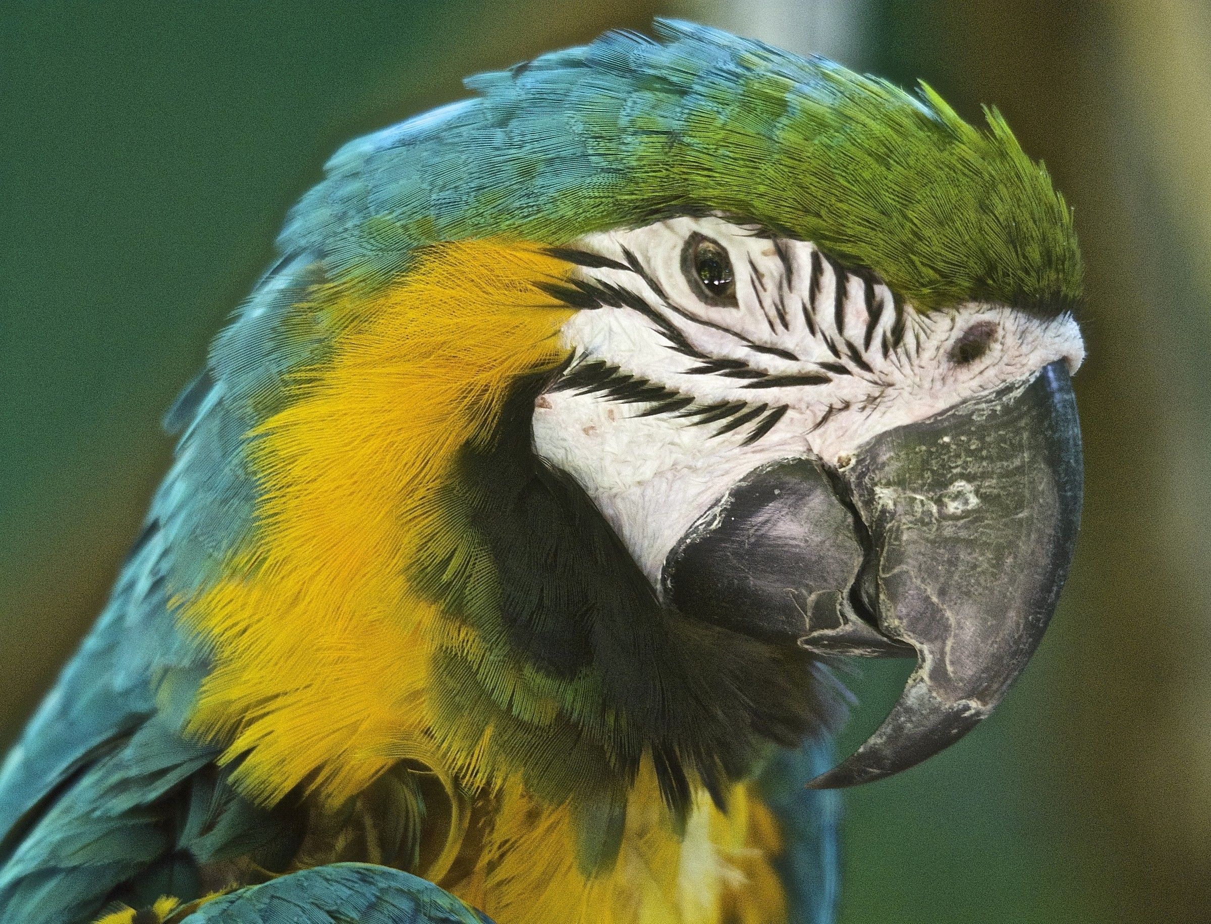 Parrot Macaw