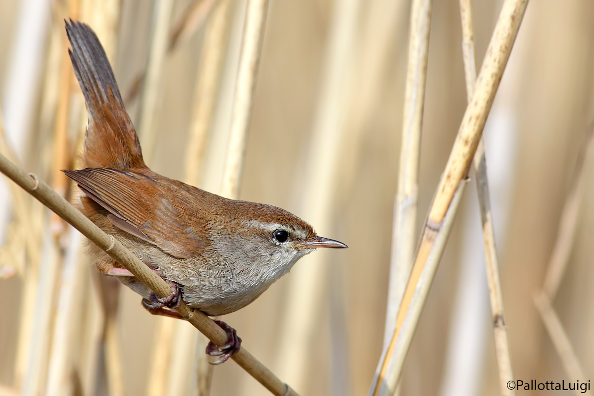 Usignolo di fiume (Cettia cetti)