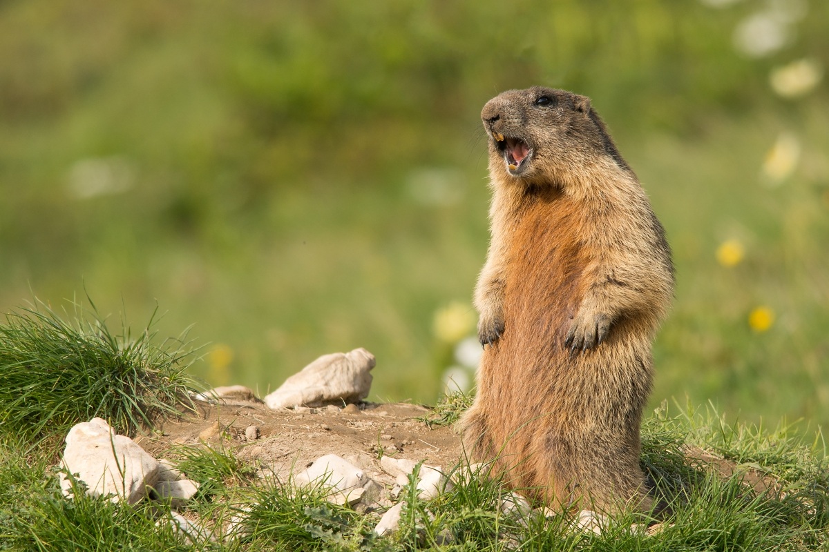 Marmot