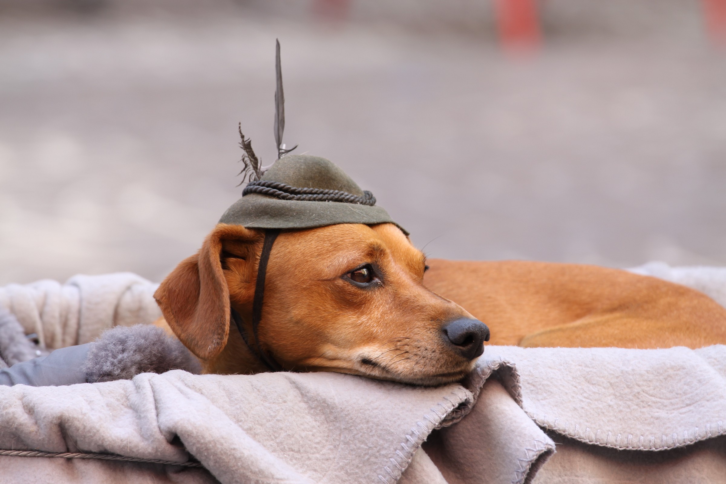 The small alpine ....