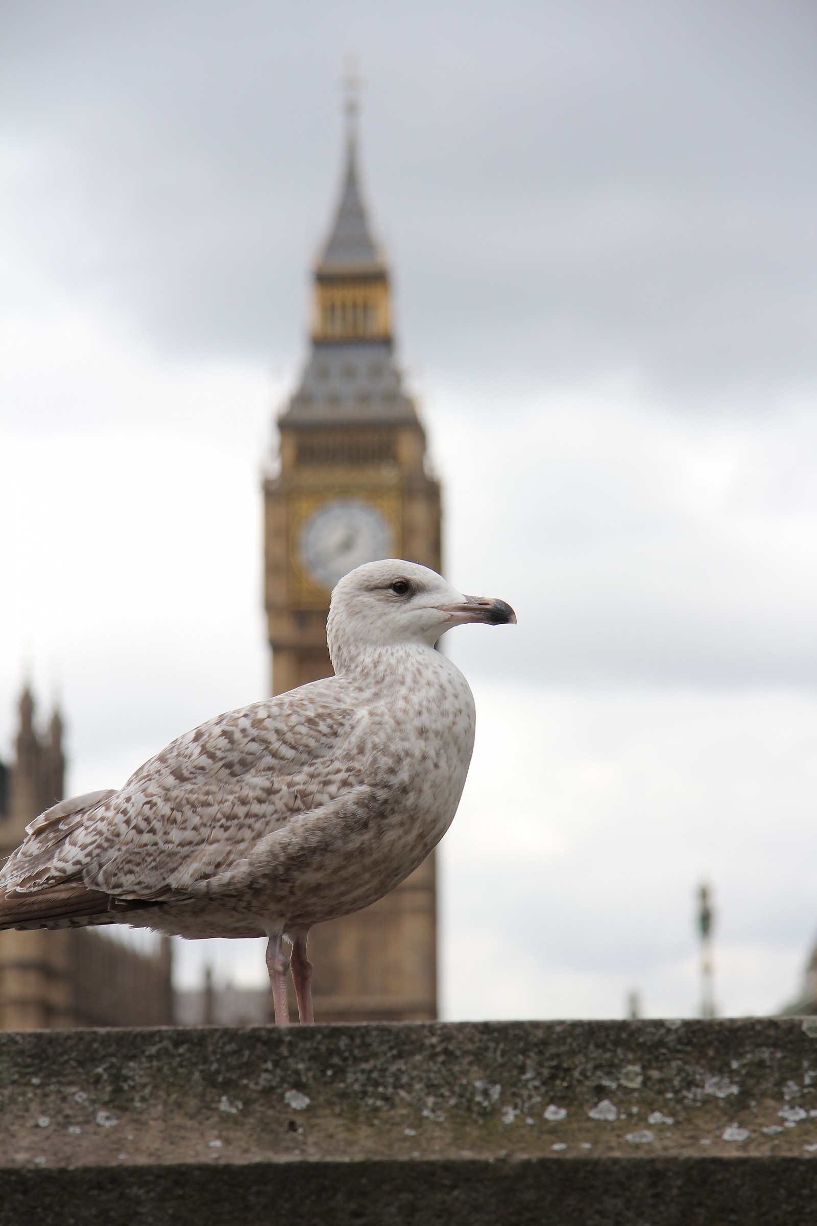 london bird