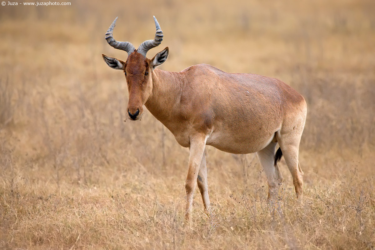 Hartebeest cokii (Coke's Hartebeest), 007887