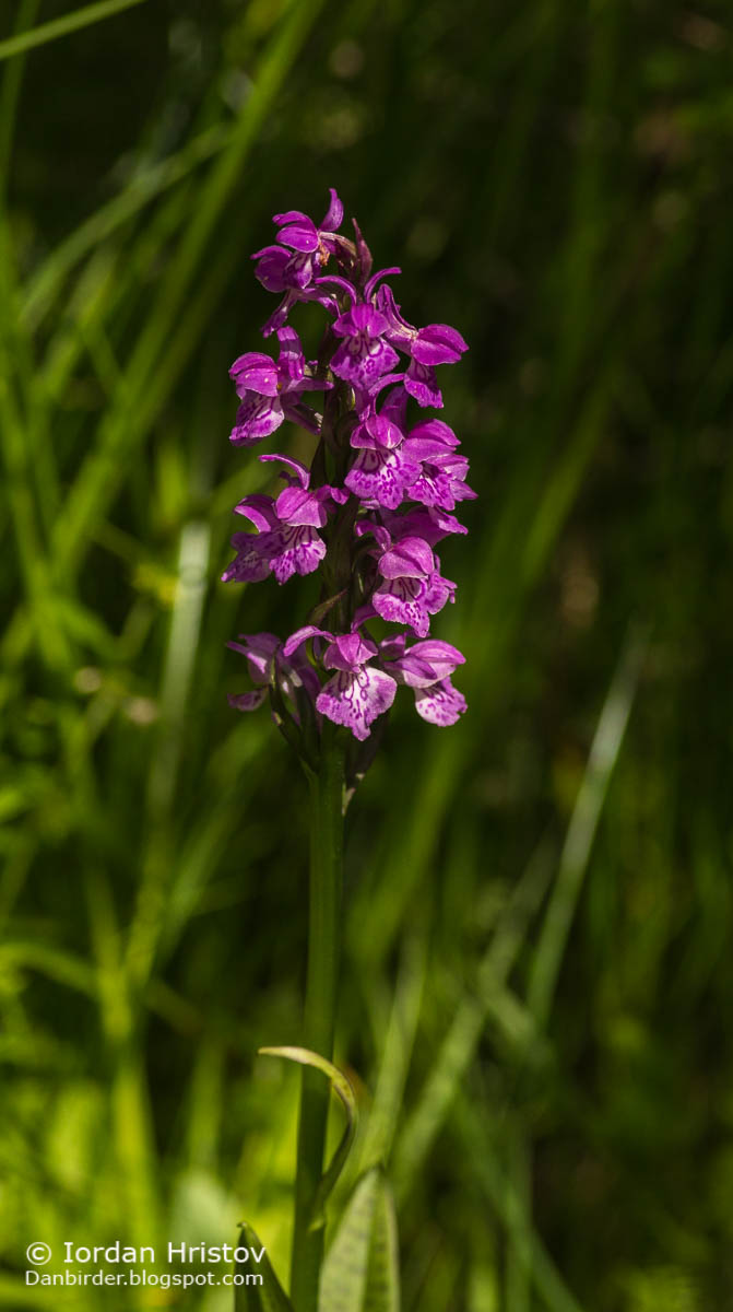 Heart-flowered marsh-orchid Dactylorhiza cordigera