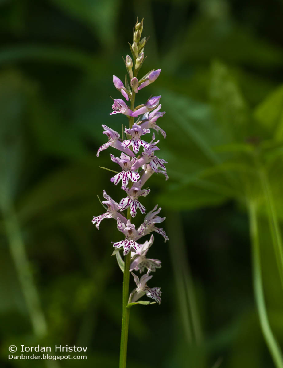 Sack-carrying Dactylorhiza Dactylorhiza saccifera