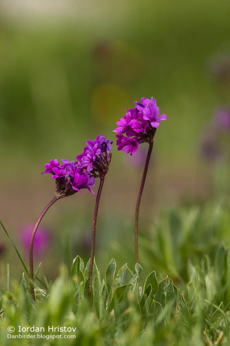 Rila Primrose Primula deorum