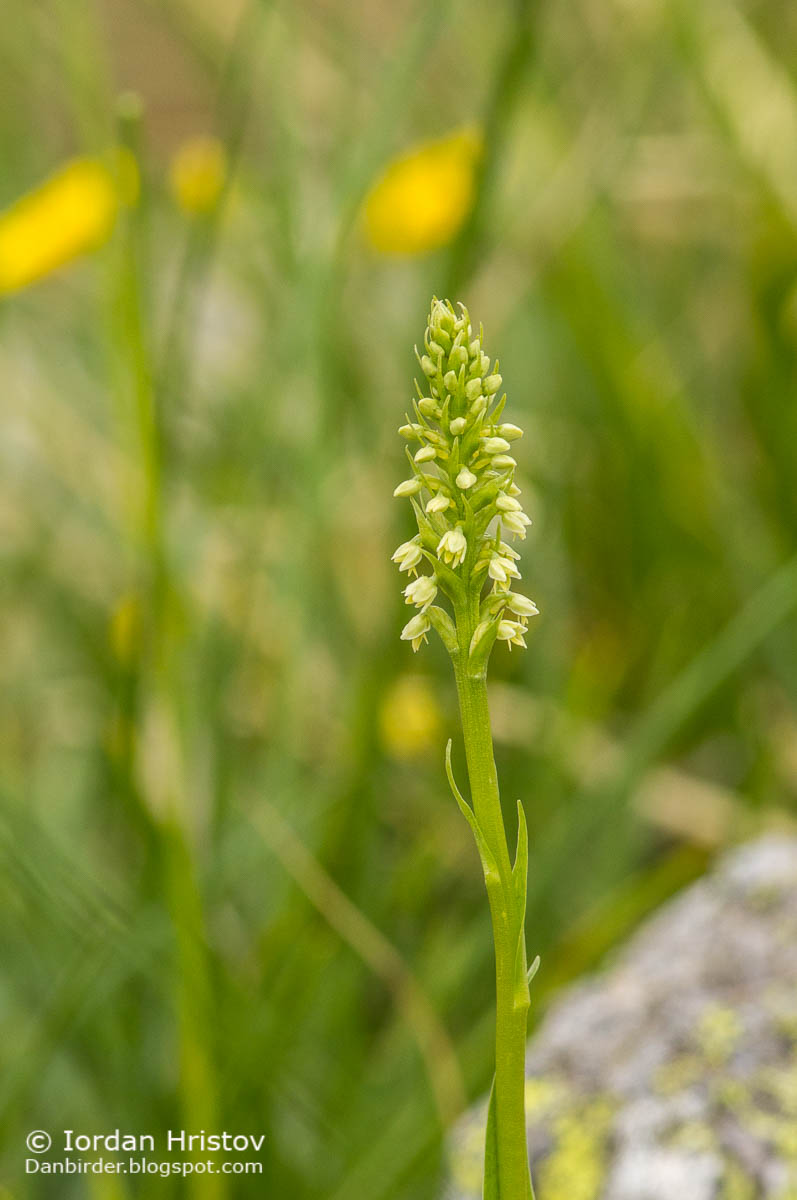 White Mountain Orchid  Pseudorchis albida