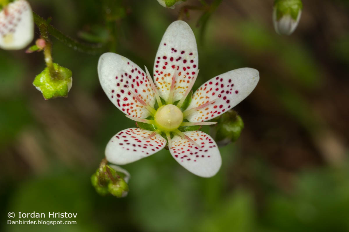 Round-leaved saxifrage Saxifraga rotundifolia