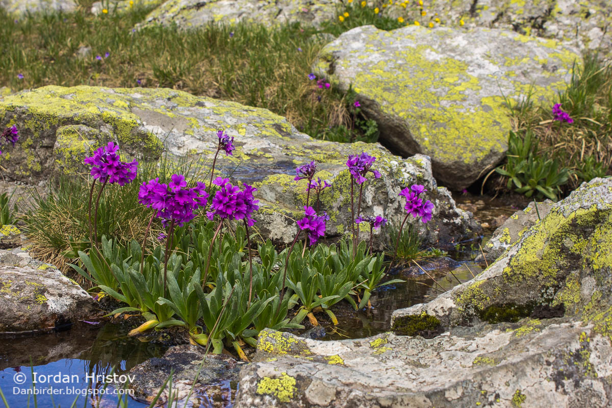 Rila Primrose Primula deorum