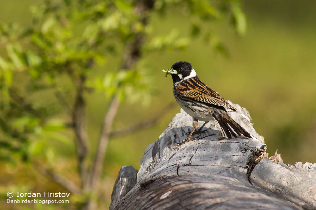 Reed Bunting