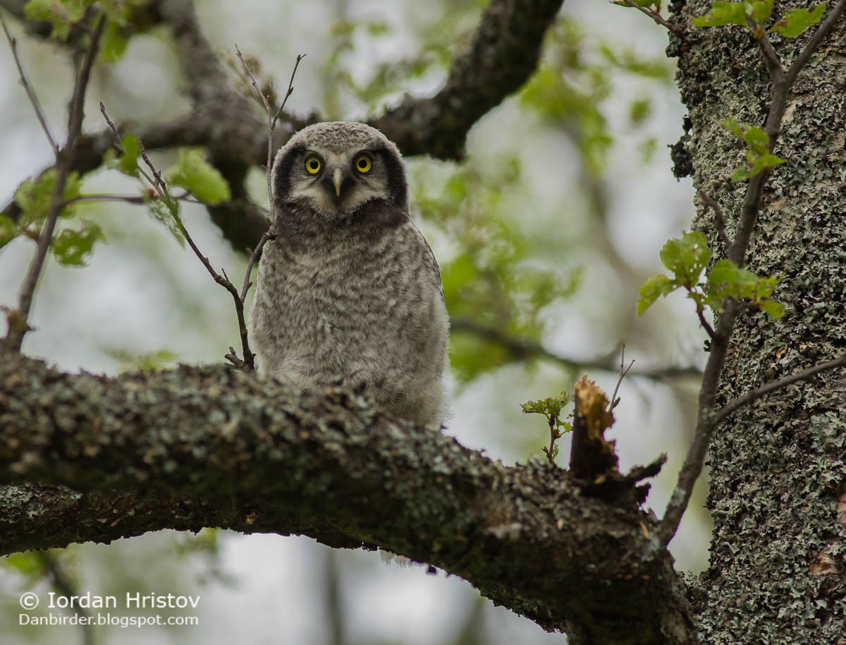 Hawk Owl chick