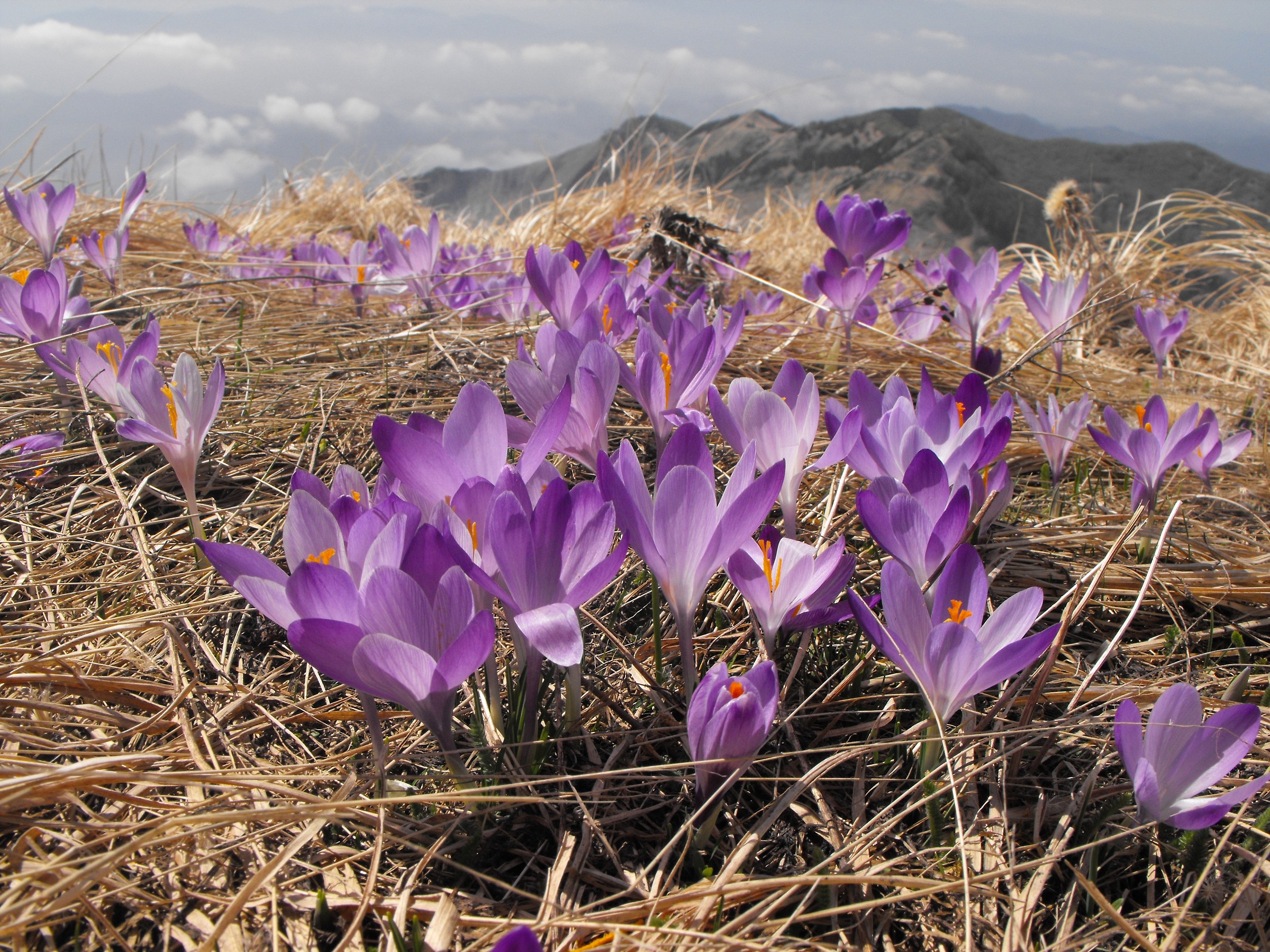 Crocus vernus