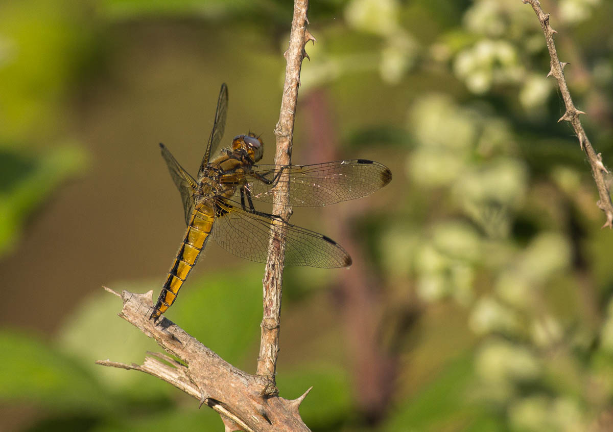Blue Chaser (female)
