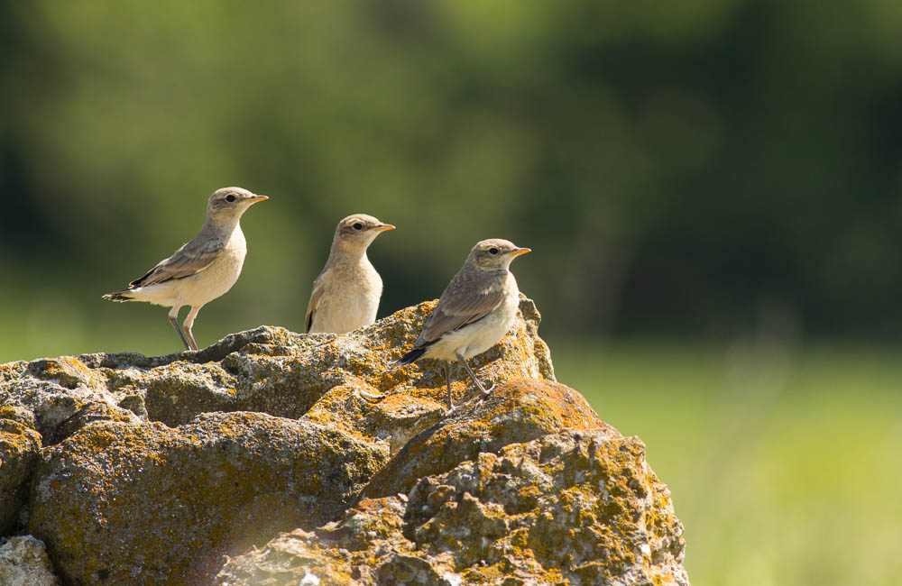 Isabelline Wheatear