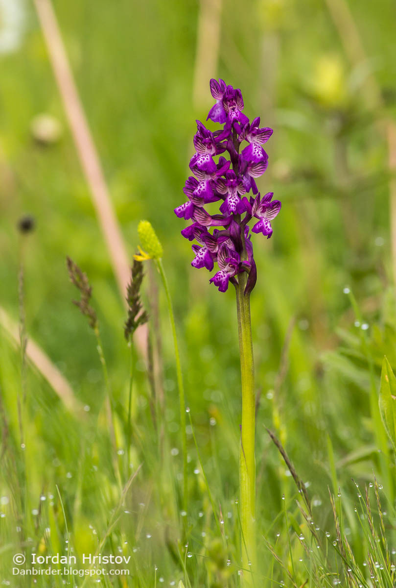 Green-veined orchid Anacamptis morio