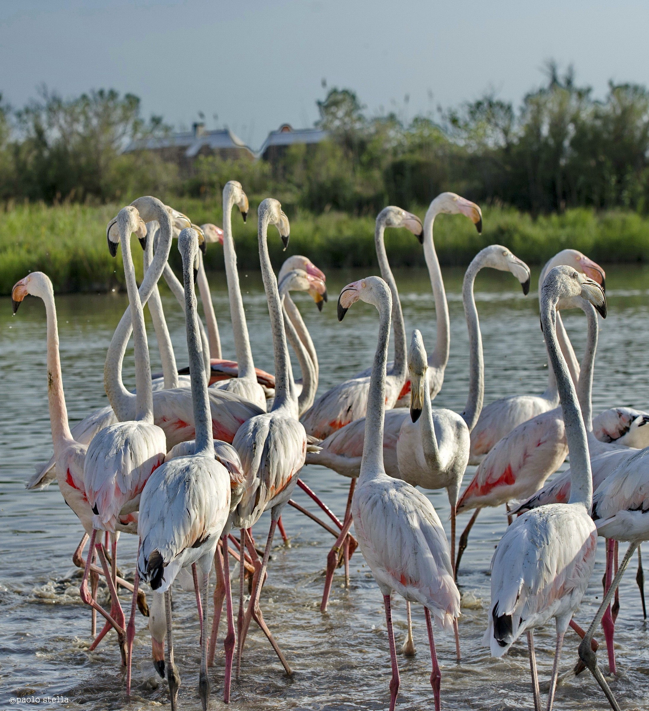 packages - pink flamingos