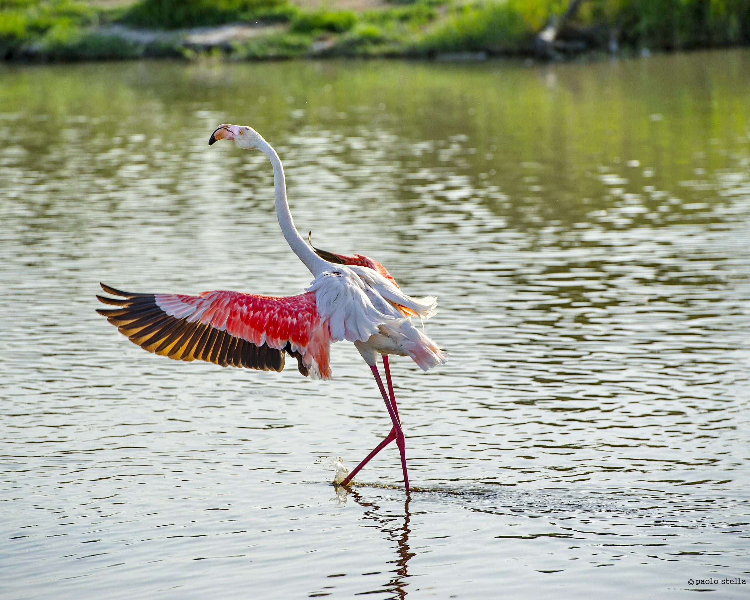 stealthily - pink flamingo