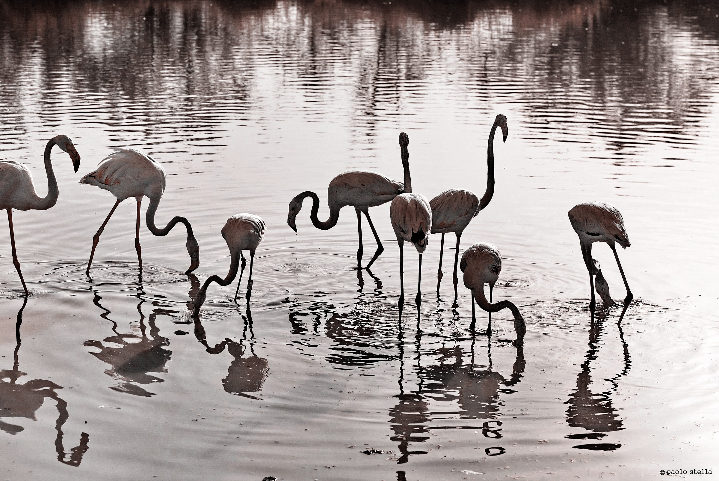 curves - pink flamingos