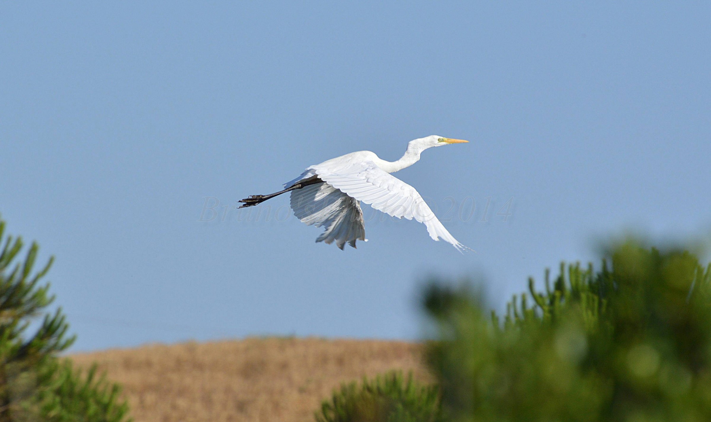 Ardea alba