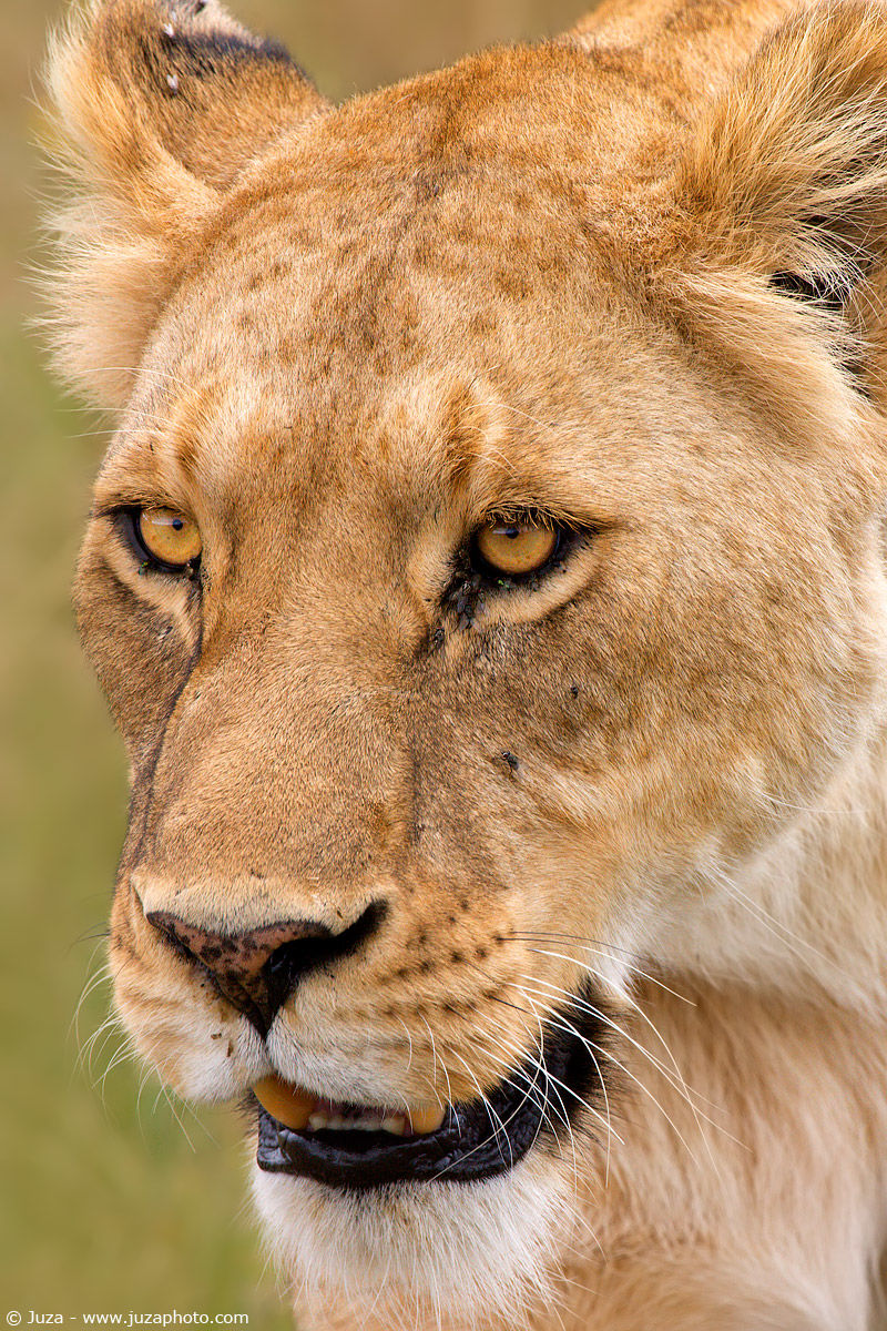 Panthera leo (Leone), 007957