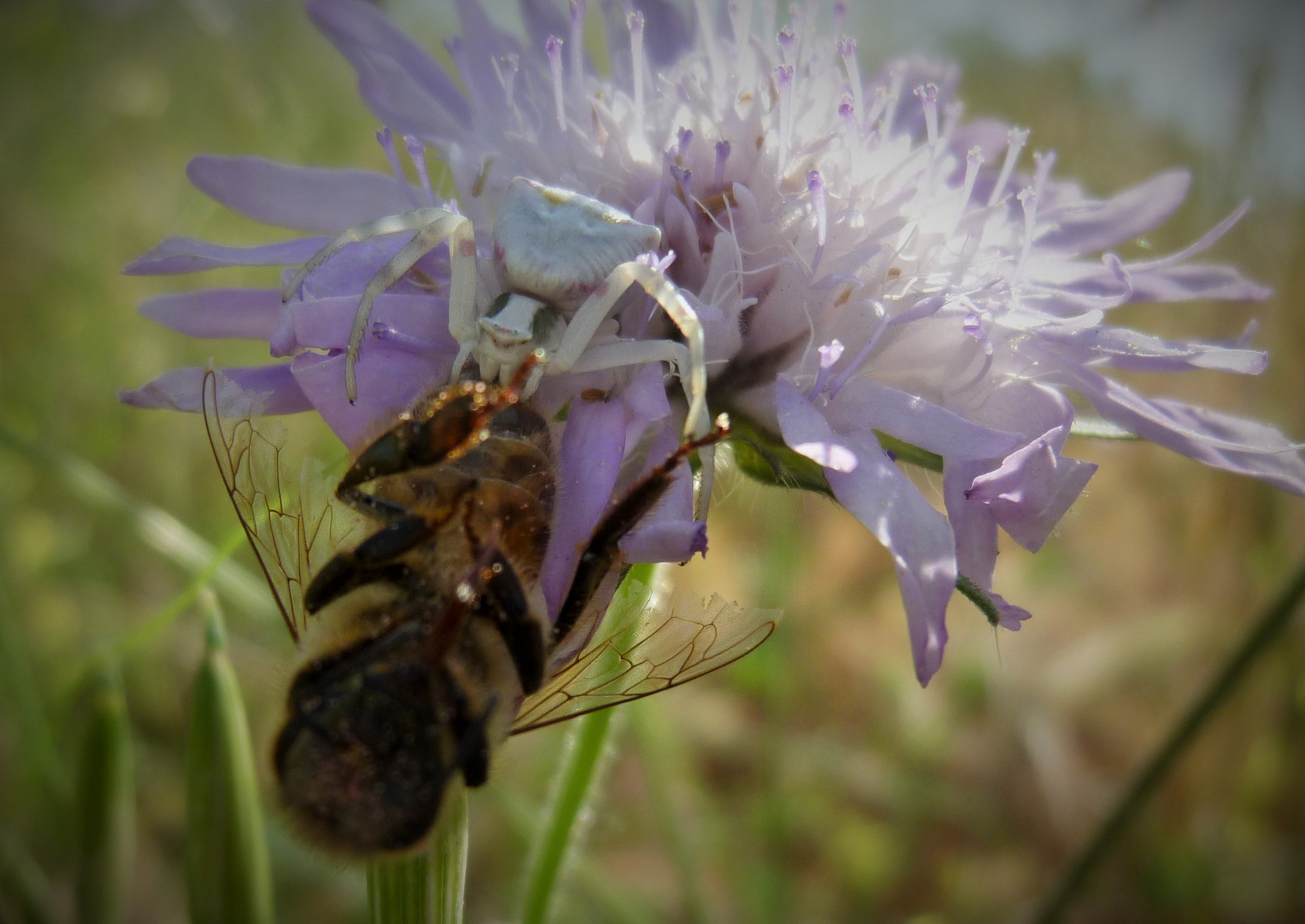 the spider and the bee