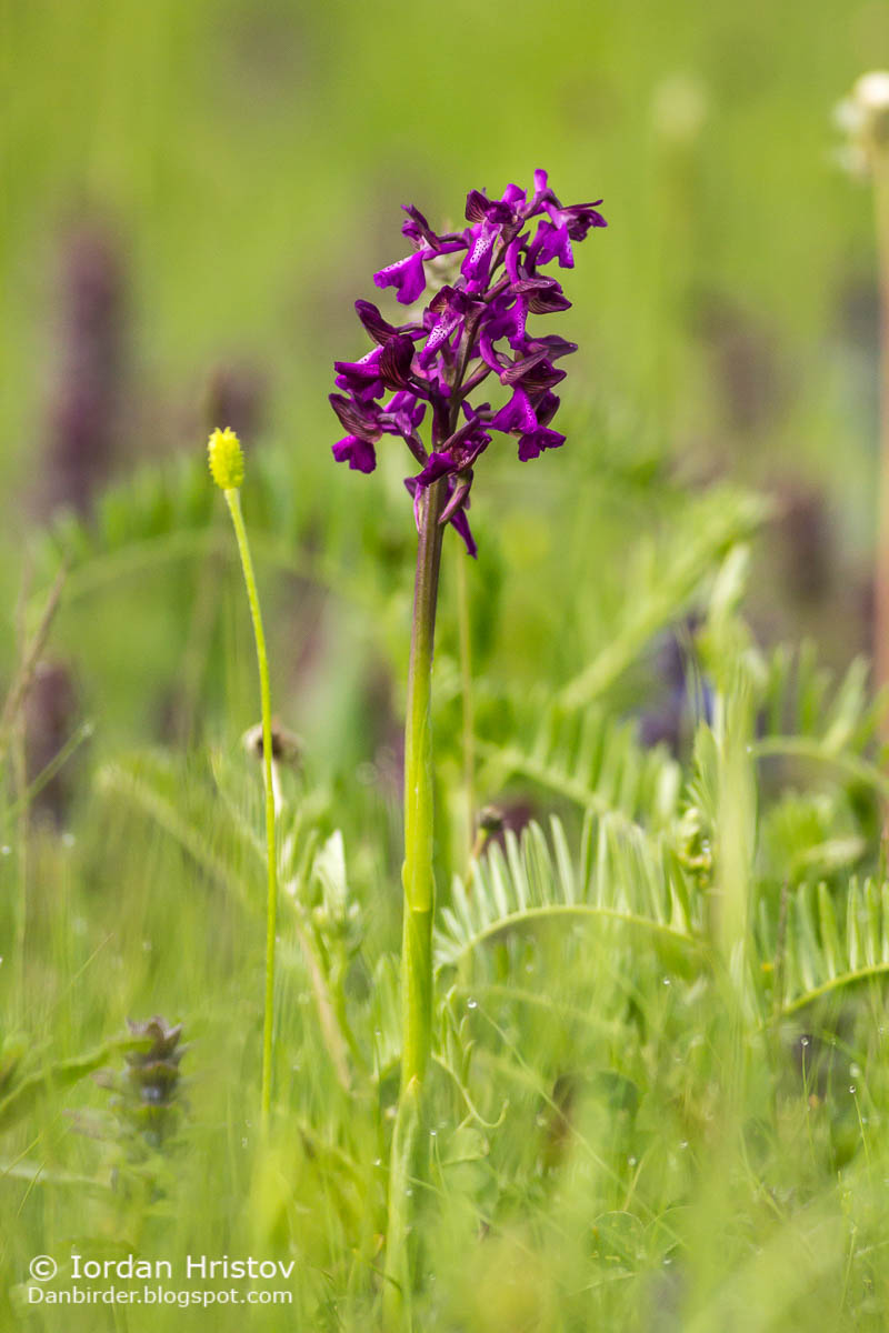 Green-veined orchid Anacamptis morio