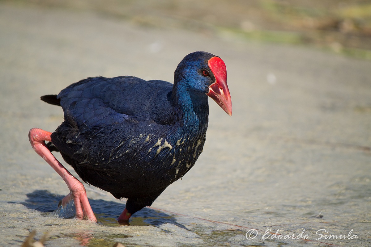 Purple Gallinule