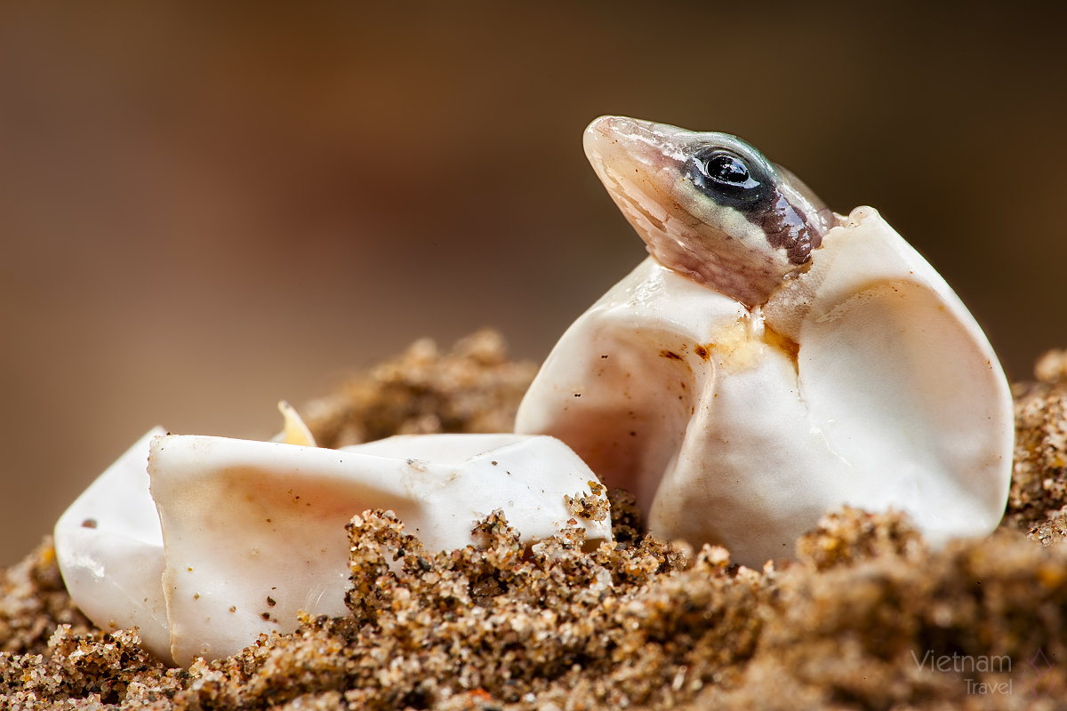 Scinco - incubazione