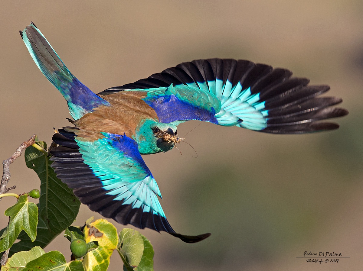 Marina volante ... con preda.