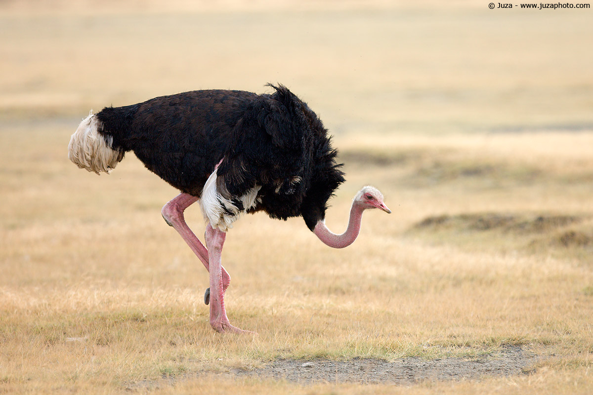 Struthio camelus (Ostrich), 007970