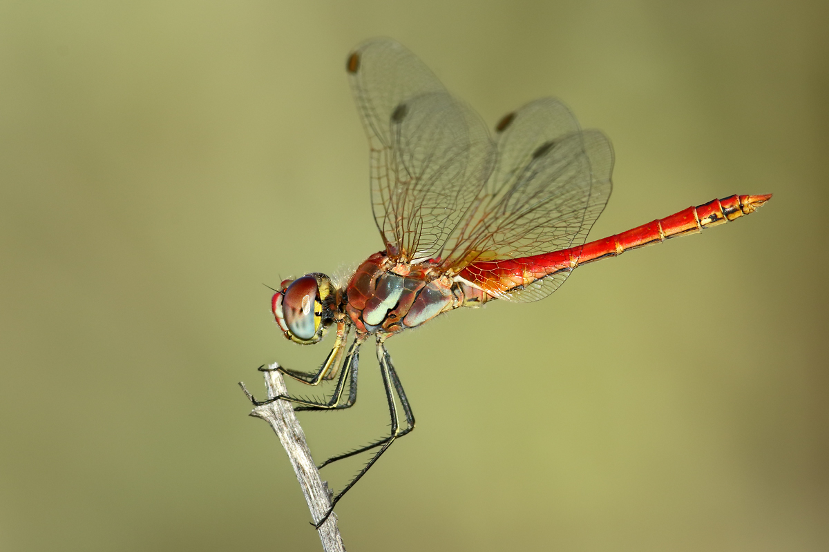 Ancora sympetrum