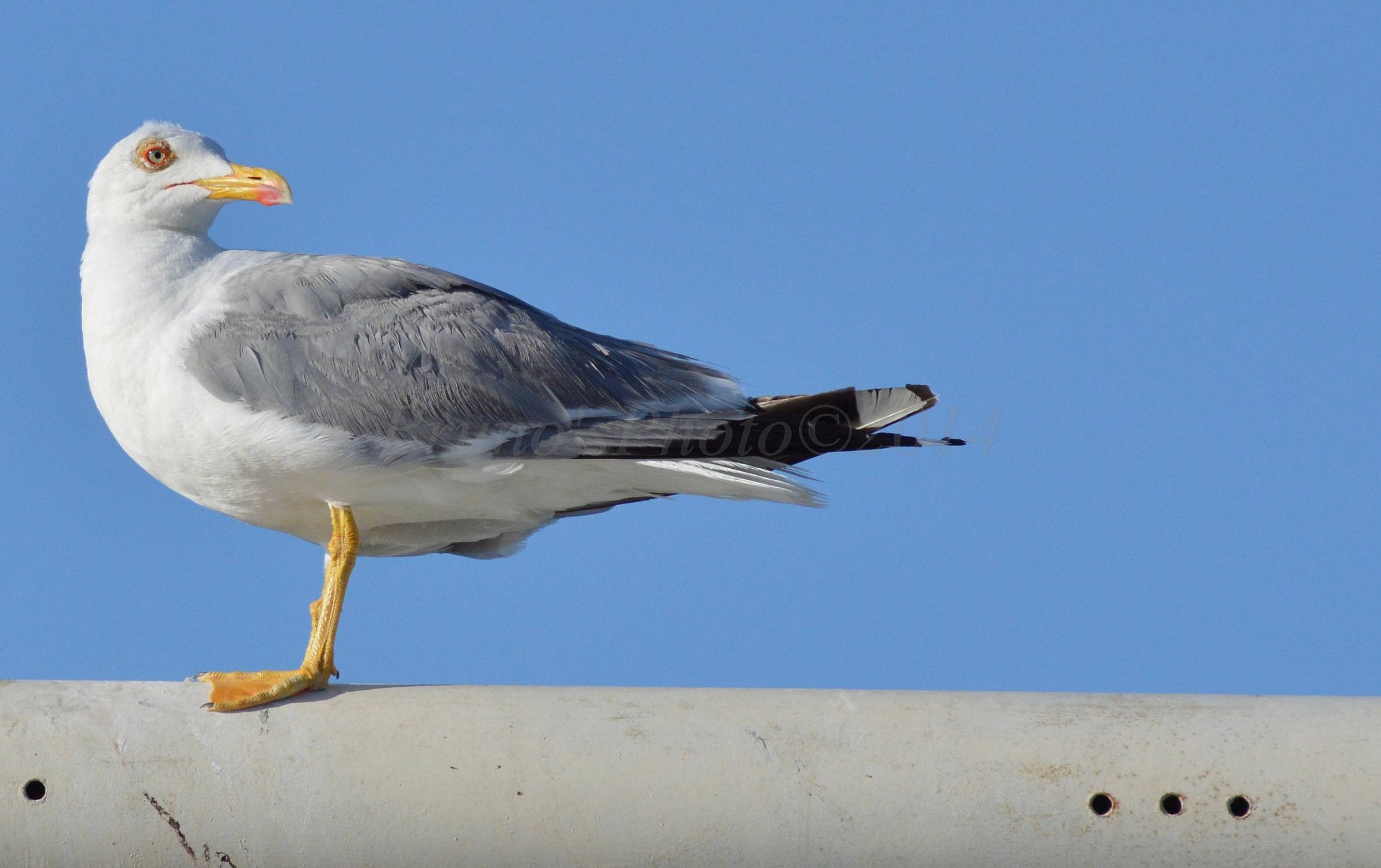 Larus michahellis