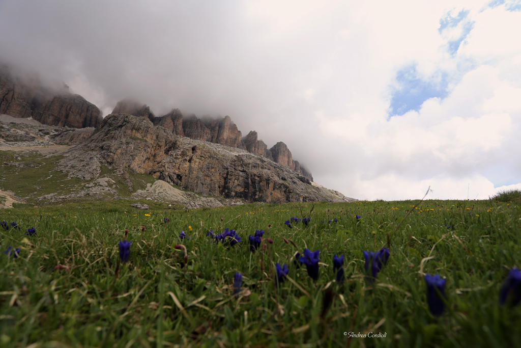genzianelle al Pordoi