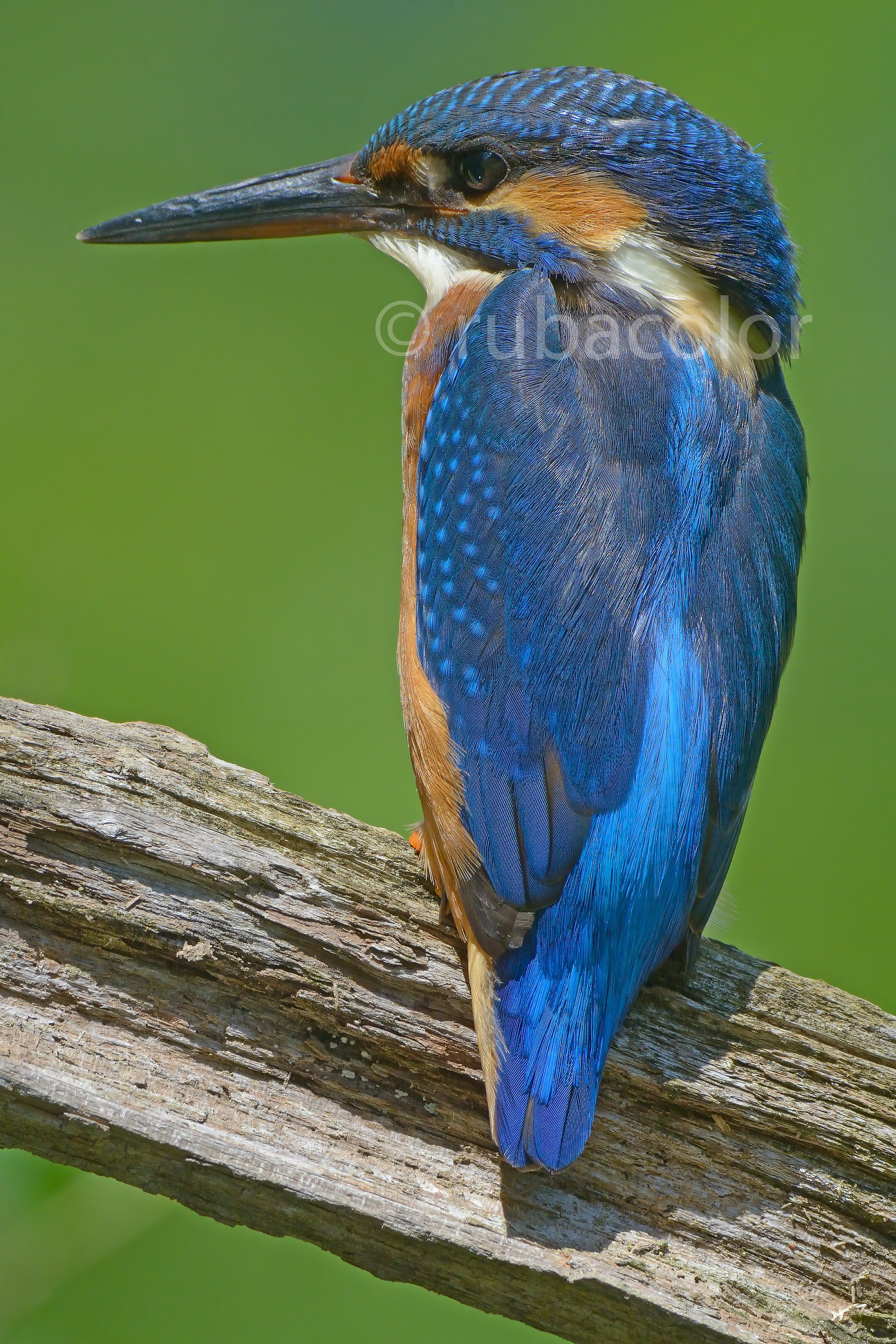 When light it really painted in blue!